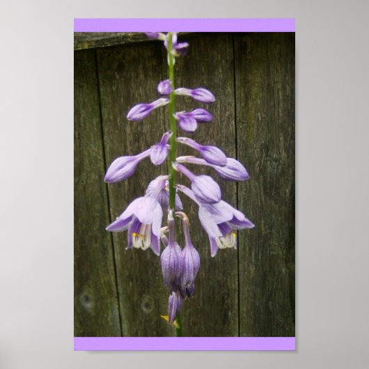 Hosta Blume Poster (Vorne)