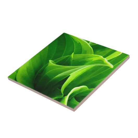 Hosta-Fliese Fliese (Seite)