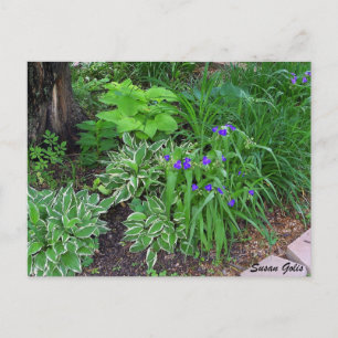 Hosta Garden with Purple Flowers Postcard Postkarte