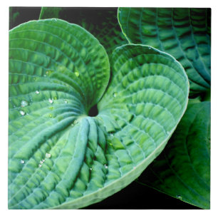 Hosta Heart Fliese