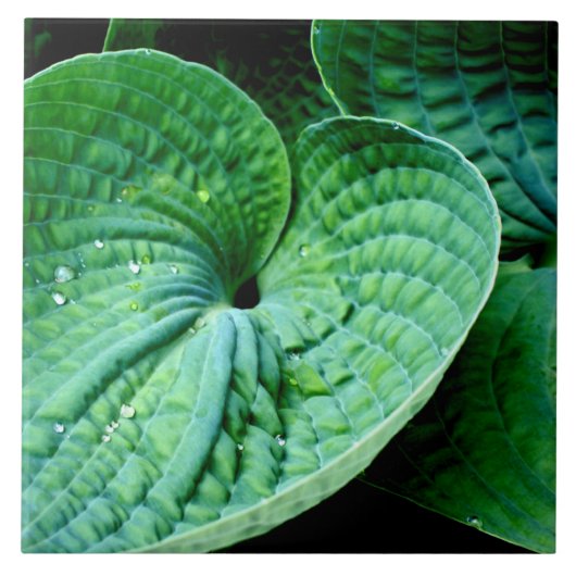 Hosta Heart Fliese (Vorderseite)