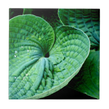 Hosta Heart