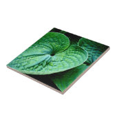 Hosta Heart Fliese (Seite)