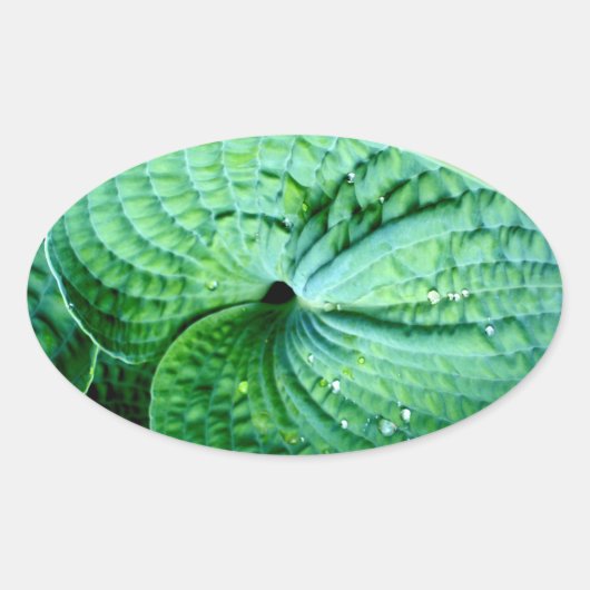 Hosta Heart Ovaler Aufkleber (Vorderseite)