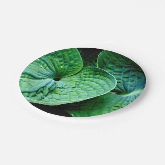 Hosta Heart Pappteller (Schrägansicht)