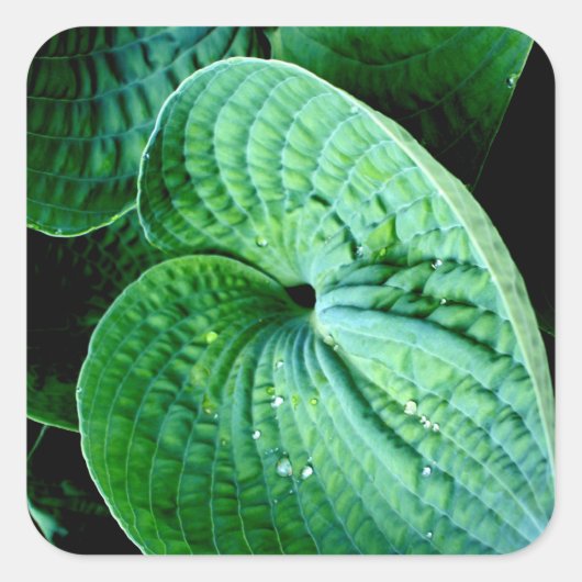 Hosta Heart Quadratischer Aufkleber (Vorderseite)