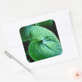 Hosta Heart Quadratischer Aufkleber (Umschlag)