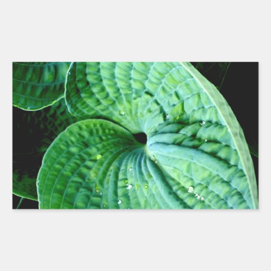 Hosta Heart Rechteckiger Aufkleber (Vorderseite)