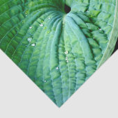 Hosta Heart Seidenpapier (Ausschnitt)
