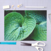 Hosta Heart Seidenpapier (Handwerk)