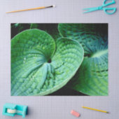 Hosta Heart Seidenpapier (Basteln)