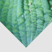 Hosta Heart Seidenpapier (Detail)