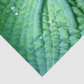 Hosta Heart Seidenpapier (Detail)