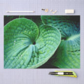 Hosta Heart Seidenpapier (Handwerk)