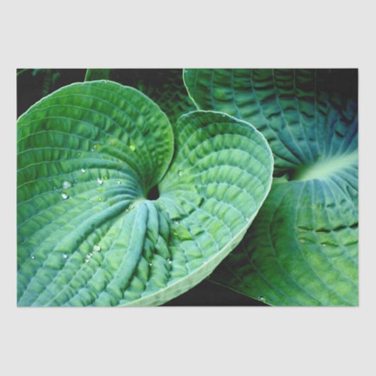Hosta Heart Seidenpapier (Vorderseite)