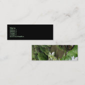 Hosta in einem Zen-Garten Mini Visitenkarte (Vorne/Hinten)