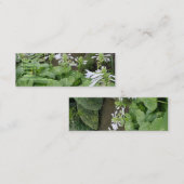 Hosta in einer MiniVisitenkarte des Zen-Garten-3 Mini Visitenkarte (Vorne/Hinten)