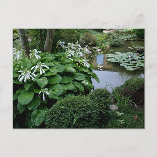 Hosta in Zen Garden 3 Postkarte (Vorderseite)