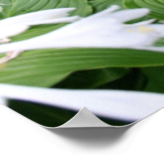 Hosta in Zen Garden Calendar Poster 2017 (Ecke)