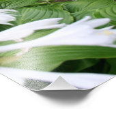 Hosta in Zen Garden Foto Print (Ecke)