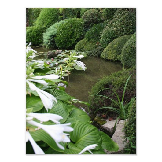 Hosta in Zen Garden Foto Print (Vorne)