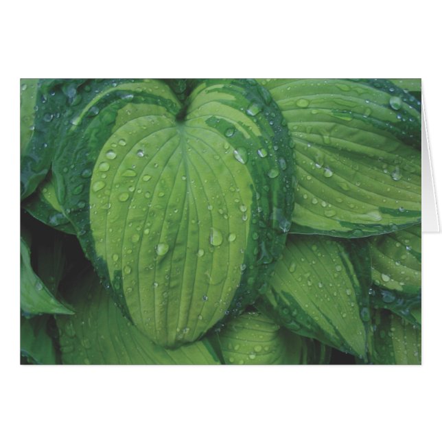 Hosta, 'June (Vorderseite (Horizontal))