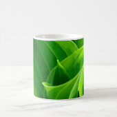 Hosta Kaffeetasse (Mittel)