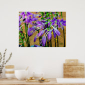 Hosta Lila  Blumengarten Poster (Küche)
