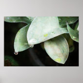 Hosta mit Regentropfen Poster (Vorne)