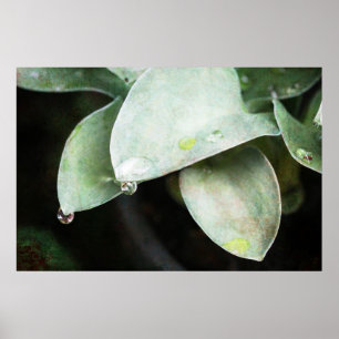 Hosta mit Regentropfen Poster