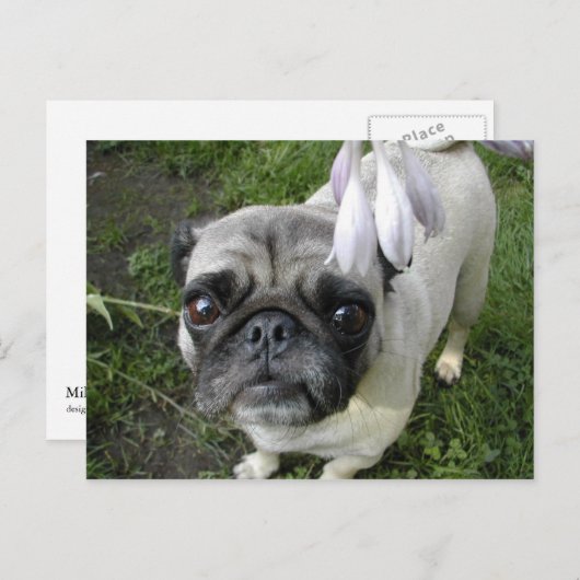 Hosta Mops Postkarte (Vorne/Hinten)