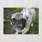 Hosta Mops Postkarte (Vorderseite)