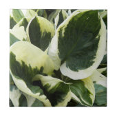 Hosta Pflanze Blätter Floral Fliese (Vorderseite)