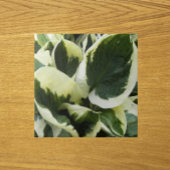 Hosta Pflanze Blätter Floral Fliese