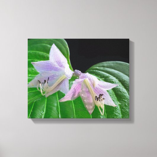 Hosta Pflanze Leaf und Blume Leinwanddruck (Vorderseite)
