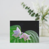 Hosta Pflanze Leaf und Blume Postkarte (Stehend Vorderseite)
