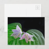 Hosta Pflanze Leaf und Blume Postkarte (Vorne/Hinten)