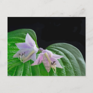 Hosta Pflanze Leaf und Blume Postkarte