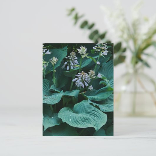 Hosta Postcard Postkarte (Stehend Vorderseite)