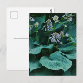 Hosta Postcard Postkarte (Vorne/Hinten)