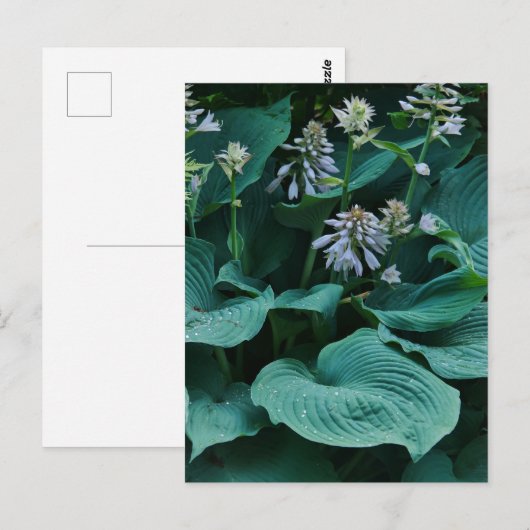 Hosta Postcard Postkarte (Vorne/Hinten)