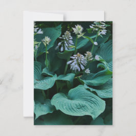 Hosta Postcard Postkarte