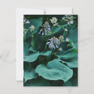 Hosta Postcard Postkarte