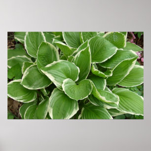 Hosta Poster
