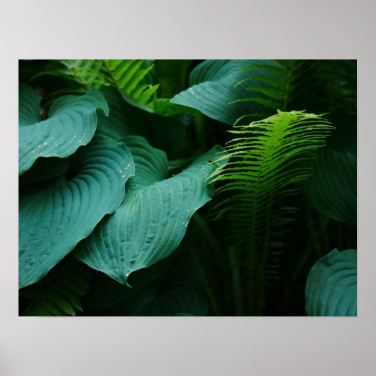 Hosta und Fern Poster (Vorne)