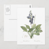 Hosta ventricosa postkarte (Vorne/Hinten)