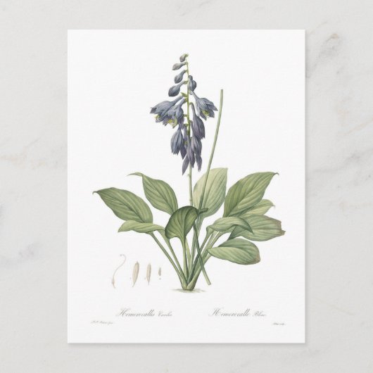 Hosta ventricosa postkarte (Vorderseite)