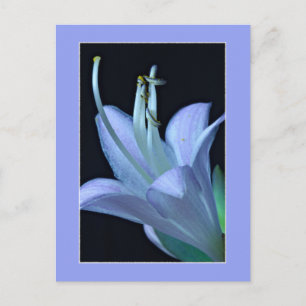 Hostal Verziert Lavender & Blue Floral Foto Postka Postkarte