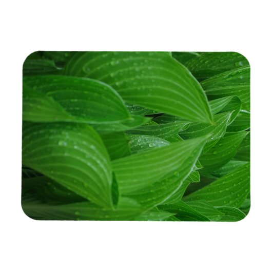 Hostas mit Raindrops Flexible Magnet (Horizontal)