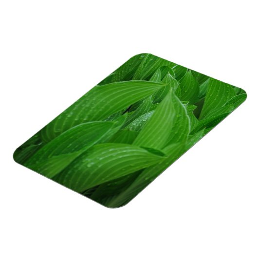Hostas mit Raindrops Flexible Magnet (Linke Seite)